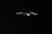 Mammifères Murin de Natterer (Myotis nattereri)