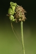 Insectes Éphippigère carénée (Uromenus rugosicollis)
