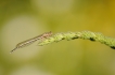 Insectes Agrion blanchâtre (Platycnemis latipes)