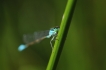 Insectes Agrion élégant (Ischnura elegans)