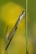 Insectes agrion jouvencelle (Coenagrion puella)
