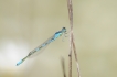 Insectes Agrion mignon (Coenagrion scitulum)