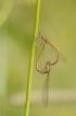 Insectes Agrion orangé (Platycnemis acutipennis)