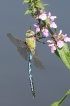 Insectes Anax empereur (Anax imperator)