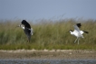 Oiseaux avocette elegante (Recurvirostra avosetta) Echasse Blanche (Himantopus himantopus)