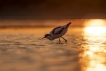 Oiseaux avocette elegante (Recurvirostra avosetta)