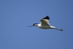 Oiseaux avocette elegante (Recurvirostra avosetta)