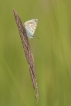 Insectes Argus bleu (Polyommatus icarus)