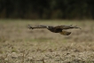 Oiseaux Buse variable (Buteo Buteo)
