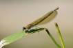 Insectes Caloptéryx éclatant (Calopteryx splendens)