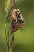 Insectes Cantharide rustique (Cantharis rustica)