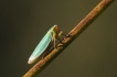 Insectes Cicadelle verte (Empoasca vitis)