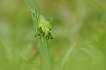 Insectes Éphippigère carénée (Uromenus rugosicollis)
