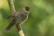 Oiseaux Fauvette à tête noire (Sylvia atricapilla)