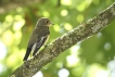 Oiseaux Gobemouche noir (Ficedula hypoleuca)