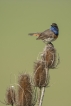 Oiseaux Gorgebleue à miroir (Luscinia svecica)