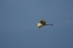 Oiseaux Grande aigrette (Ardea alba)