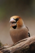 Oiseaux Grosbec casse-noyaux (Coccothraustes coccothraustes)