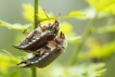 Insectes Hanneton Commun (Melolontha melolontha)