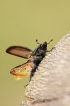 Insectes Lucane cerf-volant (Lucanus cervus)