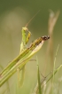 Insectes Mante religieuse (Mantis religiosa)