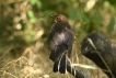 Oiseaux Merle noir (Turdus merula)