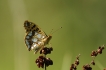 Insectes Petit nacré (Issoria lathonia)