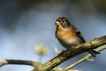 Oiseaux Pinson du Nord (Fringilla montifringilla)