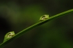 Amphibiens Rainette verte (Hyla arborea)