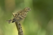 Oiseaux serin cini (Serinus serinus)