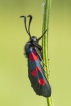 Insectes Zygène de la Filipendule (Zygaena filipendulae)