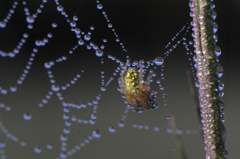 Photo Araignées Araniella sp