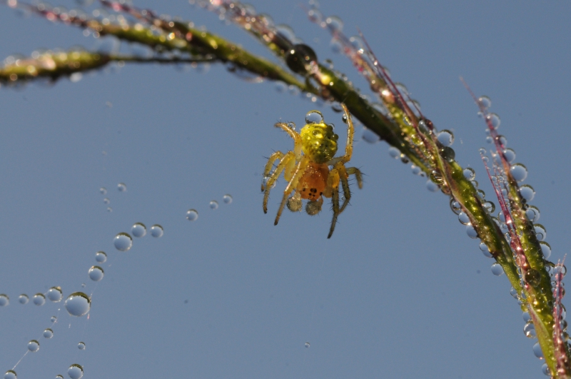 Photo Araignées Araniella sp