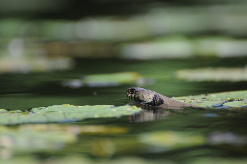 Photo Reptiles Couleuvre à collier (Natrix natrix)