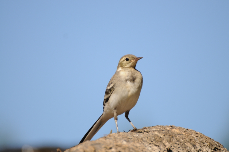 Photo Oiseaux Bergeronnette des ruisseaux (Motacilla cinerea)