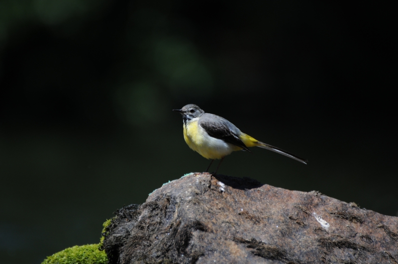 Photo Oiseaux Bergeronnette des ruisseaux (Motacilla cinerea)