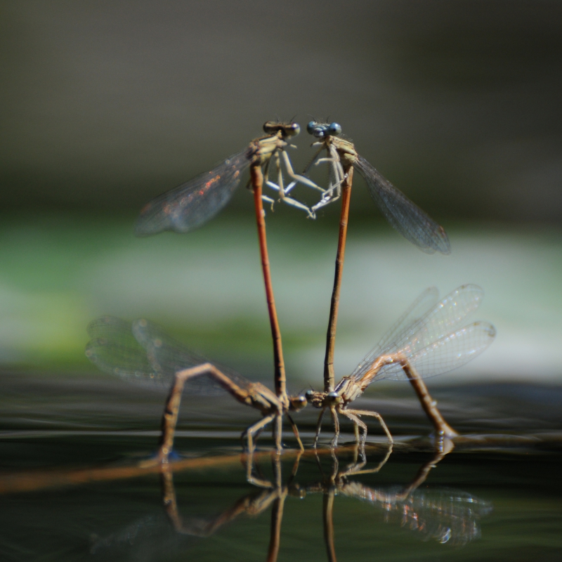 Photo Insectes Platycnemis acutipennis