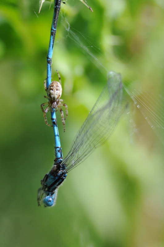 Photo Araignées