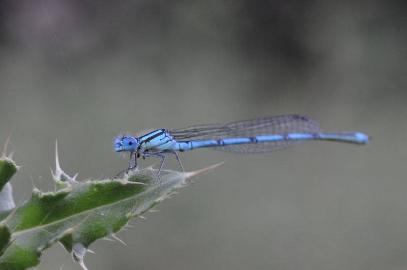 Photo Insectes Naïade aux yeux bleus (Erythromma lindenii)