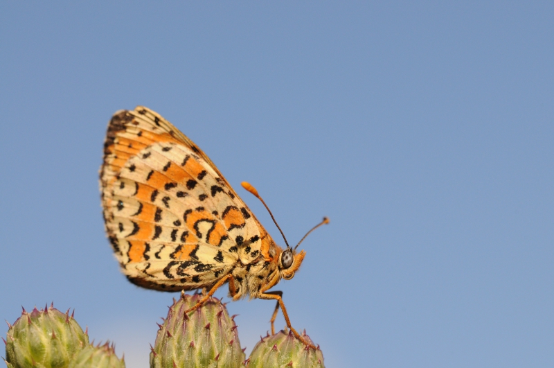 Photo Insectes Mélitée orangée (Melitaea didyma)