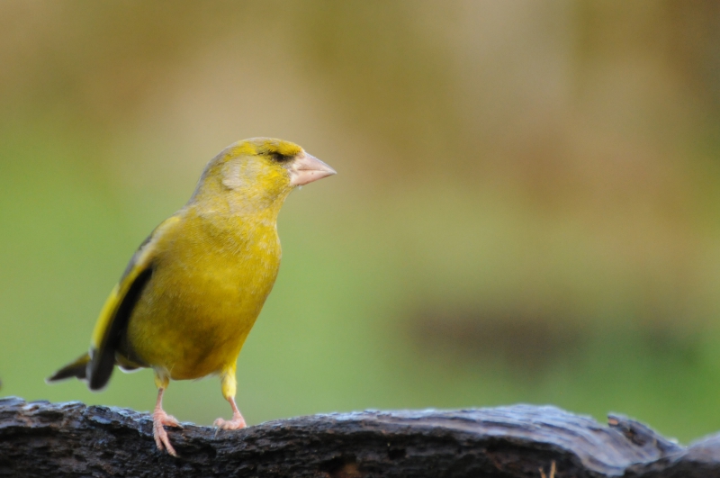 Photo Oiseaux Verdier d'Europe (Chloris chloris)