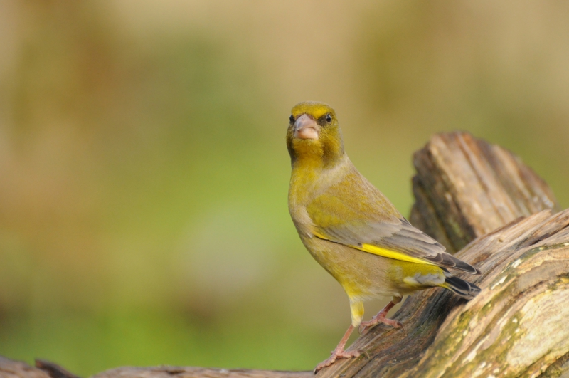 Photo Oiseaux Verdier d'Europe (Chloris chloris)