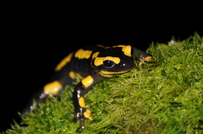 Photo Amphibiens Salamandre tachetée (Salamandra salamandra)