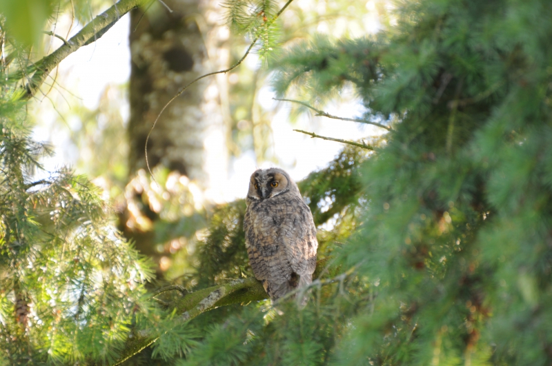 Photo Oiseaux Hibou moyen-duc (Asio otus)