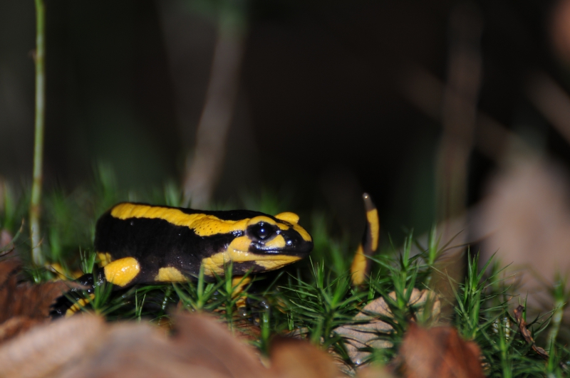 Photo Amphibiens Salamandre tachetée (Salamandra salamandra)