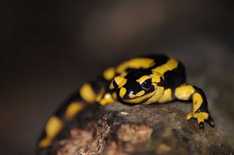 Photo Amphibiens Salamandre tachetée (Salamandra salamandra)