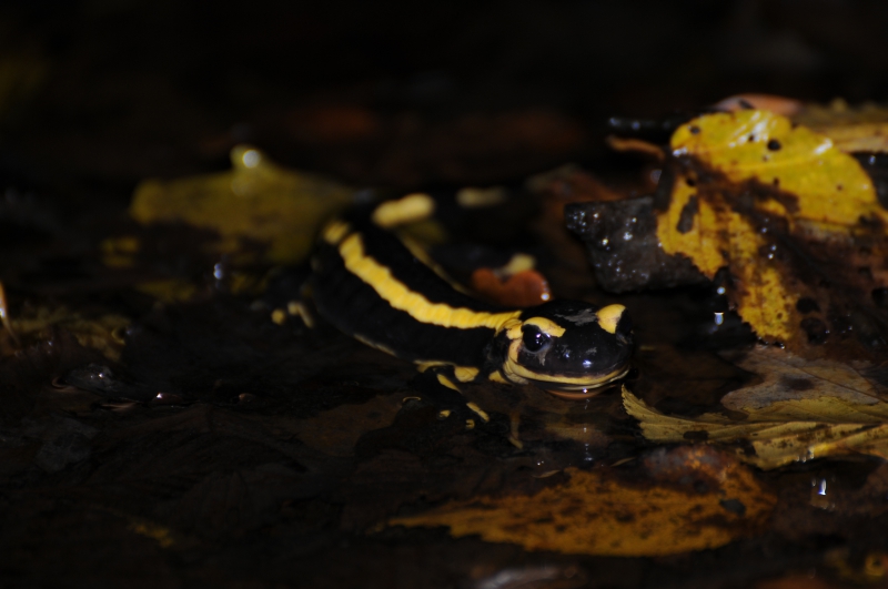 Photo Amphibiens Salamandre tachetée (Salamandra salamandra)