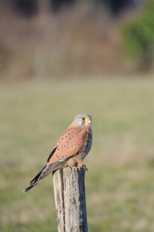 Photo Oiseaux Faucon crécerelle (Falco tinnunculus)