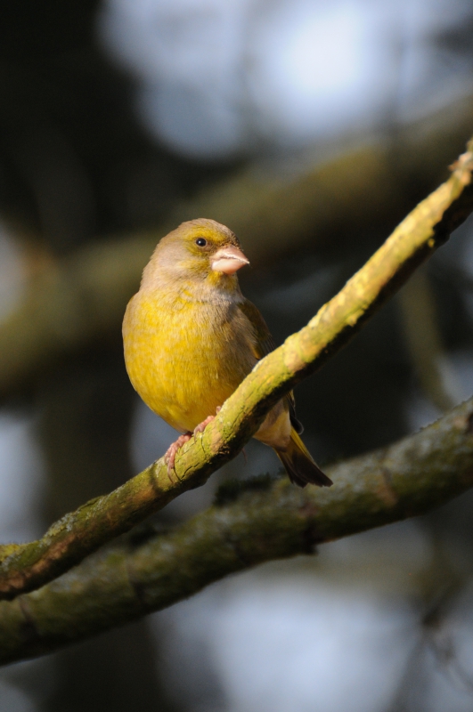 Photo Oiseaux Verdier d'Europe (Chloris chloris)