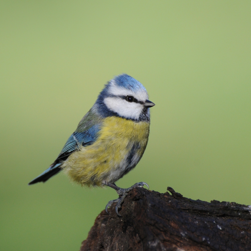 Photo Oiseaux Mésange bleue (Cyanistes caeruleus)